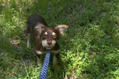 Dog Has Hilarious Reaction to Wearing a Leash the Day After She's Rescued