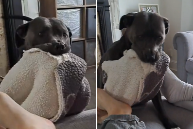 Dog's Adorable Nighttime Routine With 'Her Little Blankie' Melts Hearts