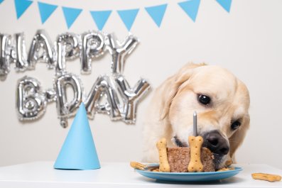 Golden Retrievers Try Sharing Birthday Cake, Labrador Claims it All