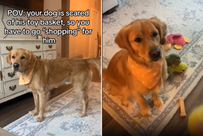 Owner Has Hilarious Routine For Dog With 'True Fear' of His Own Toy Basket