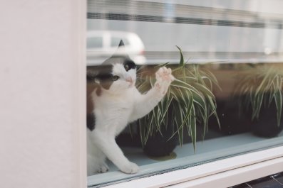 Cat Desperately Tries to Help Locked-Out Owner: 'Locksmith in Another Life'