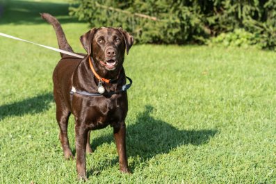 Hysterics at Dog's Reaction When She Realizes It's Not Mom Holding Leash