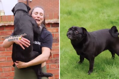 Moment Dog Jumps Into Mom's Arms 'Scooby Doo' Style To Escape Bullying Pug