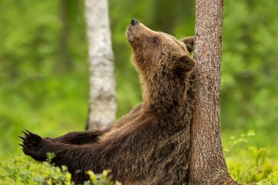 Woman Looks Out Window, Shocked to See Unusual Neighbor Moving in Next Door