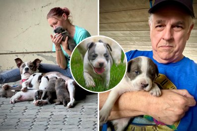 I Saw a Homeless Woman Struggling With 8 Puppies. I Had to Help