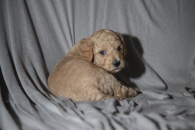 Hidden Camera Captures What Puppy Actually Does at Bedtime