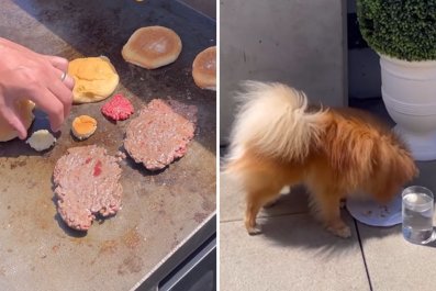 Owners Make Special BBQ Cookout for Pomeranian So He Doesn't Feel Left Out