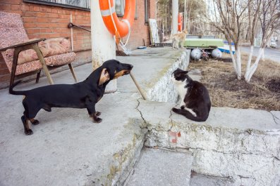 Compilation of Times Dog Tried to Impress Cat Delights Internet