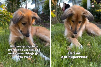 Rescue Dog Takes On Big Responsibility in Forever Home: 'Working Overtime'