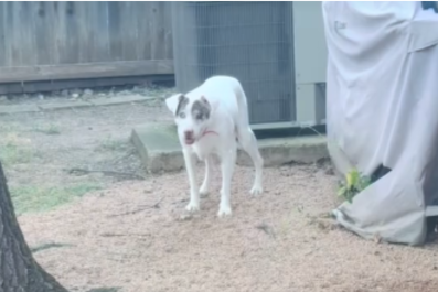 Dog Adopted From Shelter as a Puppy Dumped Years Later After Dementia Onset