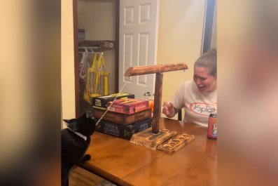 Woman in Shock As Cat Beats Her in a Board Game: 'Skilled'