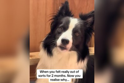 Shock as Owner Finally Realizes Why Dog Was 'Out of Sorts' for 2 Months