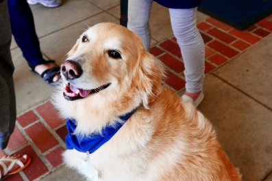 Hearts Melt As Golden Retriever Gets a Ceremony for Graduating Chemotherapy