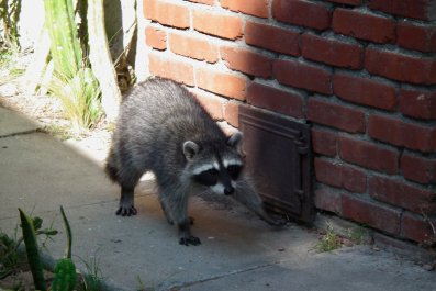 Woman Gets Same Four-Legged Visitor Every DayâRoutine Delights Internet