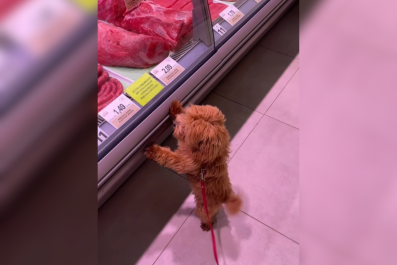 Dog 'Spoiled' by Local Shop Staff Makes US Woman Appreciate New Life Abroad