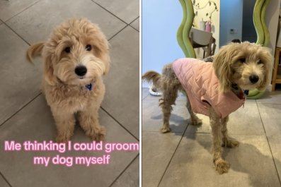 Dog's Haircut by Mom Turns Into 'Traumatic Experience' for All Involved