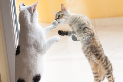 Indoor Cat Meets Stray for the First Time and It's Love at First Sight