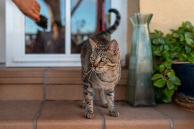 Mom's Sweet Gesture to Stray Cats as Temperatures Soar Melts Hearts