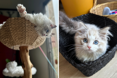 Woman Secures New Kitten Upstairs When She Goes Out, Cat Has Other Ideas