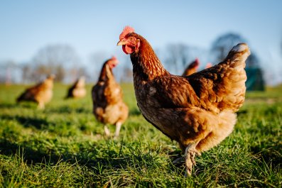 Couple's Way to Keep Chickens in City Goes Viral: 'Prison Exercise Yard'