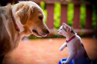 Internet Amused as Cat Still Hates New Puppy Three Months Later