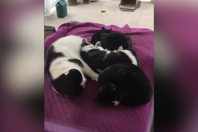 Tears as Dad Cat Steps Up to Keep His 'Babies Safe' After Mom Dies