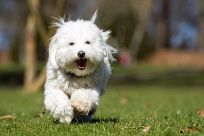 Tears As Dog Starts To Panic After Briefly Losing Sight Of Owner At Park