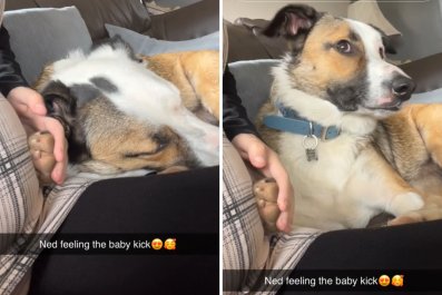 Mom-To-Be Captures Dog's Reaction the First Time He Feels Baby Kicking