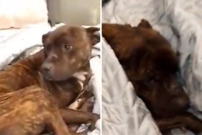 Stray Dog Takes Refuge on Store Bed, Worker's Reaction Melts Hearts