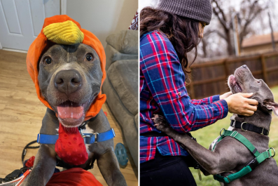 Dog Who Has Spent Half His Life in Shelter Still Hopes for Forever Home