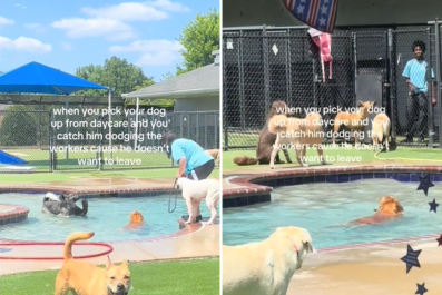 Watch as Dog Is Having So Much Fun at Day Care, He Simply Refuses to Leave