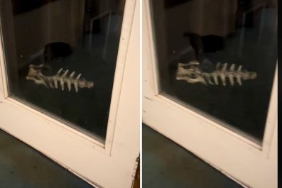 Horror as Dog Returns From BackyardâNo One Prepared for What's in His Mouth