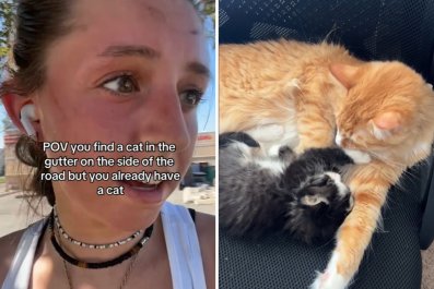 Couple Rescue Kitten From the GutterâThen Realize Why They Have to Keep Him