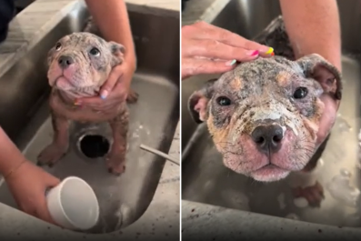 Rescue Dog With Mange Gets First Bath at Foster Home: 'Thankful'