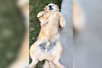 Hysterics at Dog's Embarrassment When He Gets 'Stuck'