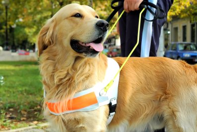 Moment Service Dog Halts Play To Alert Owner Of Oncoming Medical Episode