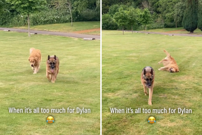 Hysterics as Dramatic Golden Retriever Gives Up Playing at Park: 'Too Much'