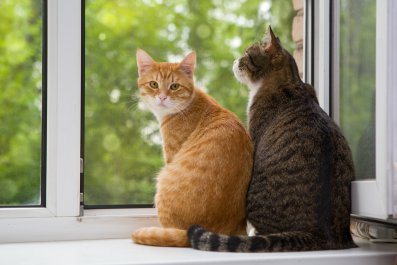 Two Cats 'Holding Tails' to 'Birds of a Feather' Reshared by Billie Eilish