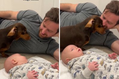 Dachshund Currently in the 'Denial' Stage After Owners Bring Home Newborn