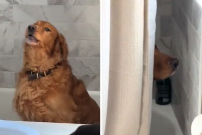 Golden Retriever Sulks in the Bath As Owners Prepare To Bring Newborn Home