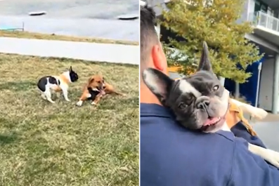 Internet Obsessed With What 'Neighborhood Bully' Does at Dog Park Every Day