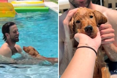 Golden Retriever Puppy Swims for First Time, Her Reaction Is Everything