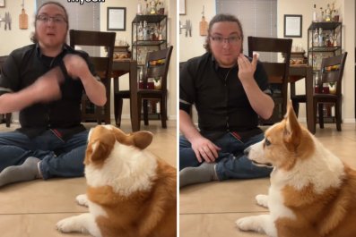 Corgi Picking Up on Owner's Sign Language Wows Viewers, Reaches 28M Views