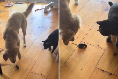 Cats and Dog Useless With Mouse Delight Internet: 'Lied on Their Resume'