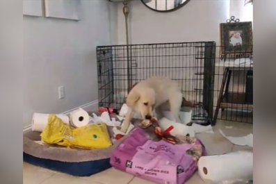 Owner Forgets To Put Puppy in Kennel, Watches Destruction Unfold on Camera