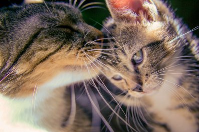 Woman Adopts 'Aggressive' Kitten, Not Prepared for How She Turns Out