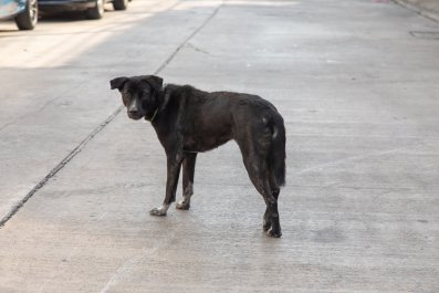 Family Spots Abandoned Dog Running on HighwayâThey Now Have a New Member