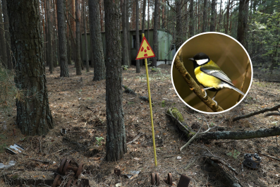 Chernobyl Bird Study May Help Us in a 'More Nuclear Future'