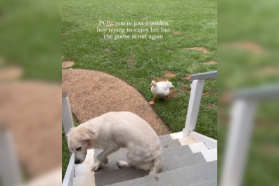 Golden Retriever Tries To Relax in the Backyard, Goose Has Other Ideas