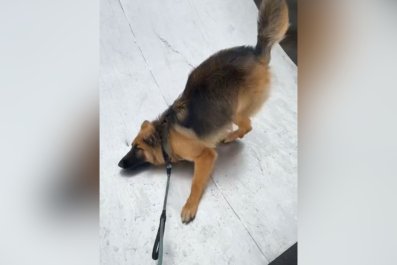 Woman Takes German Shepherd to Skatepark, Discovers He's Not a 'Sk8r Boi'